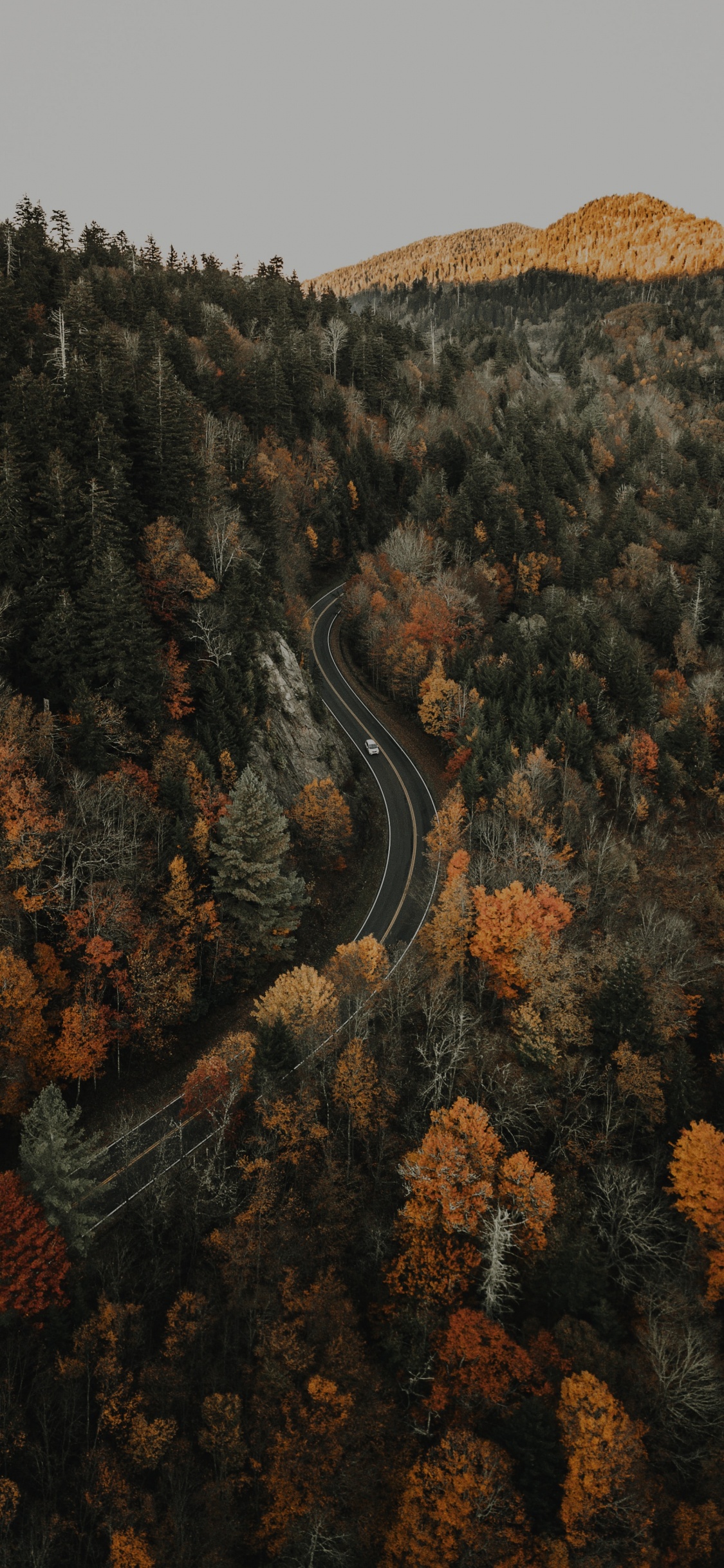 Wald, Baum, Natur, Wildnis, Rock. Wallpaper in 1125x2436 Resolution