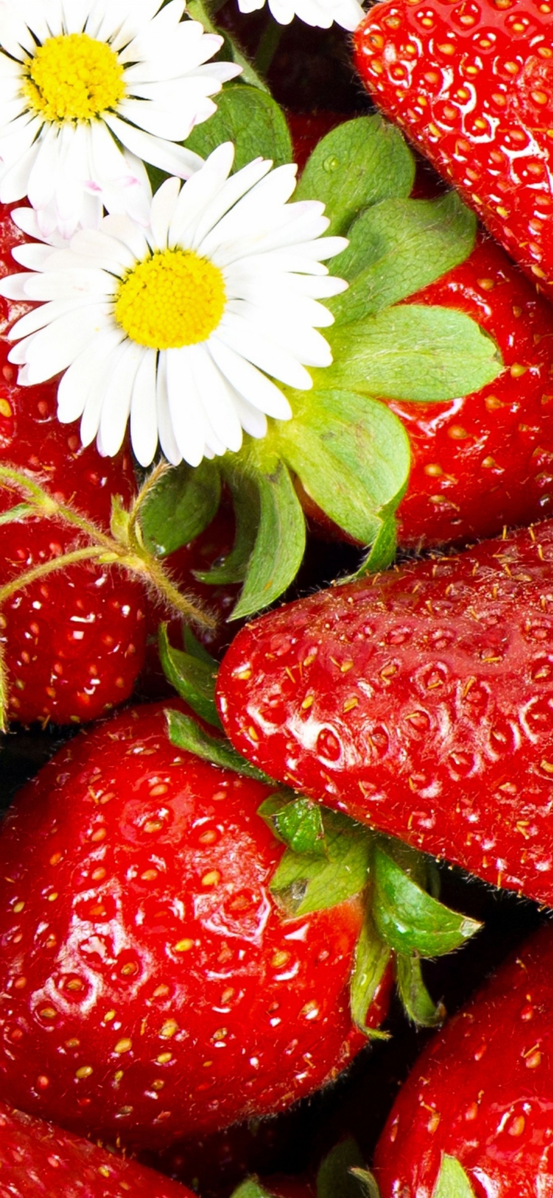 Fleur Blanche et Rouge en Photographie Rapprochée. Wallpaper in 1125x2436 Resolution