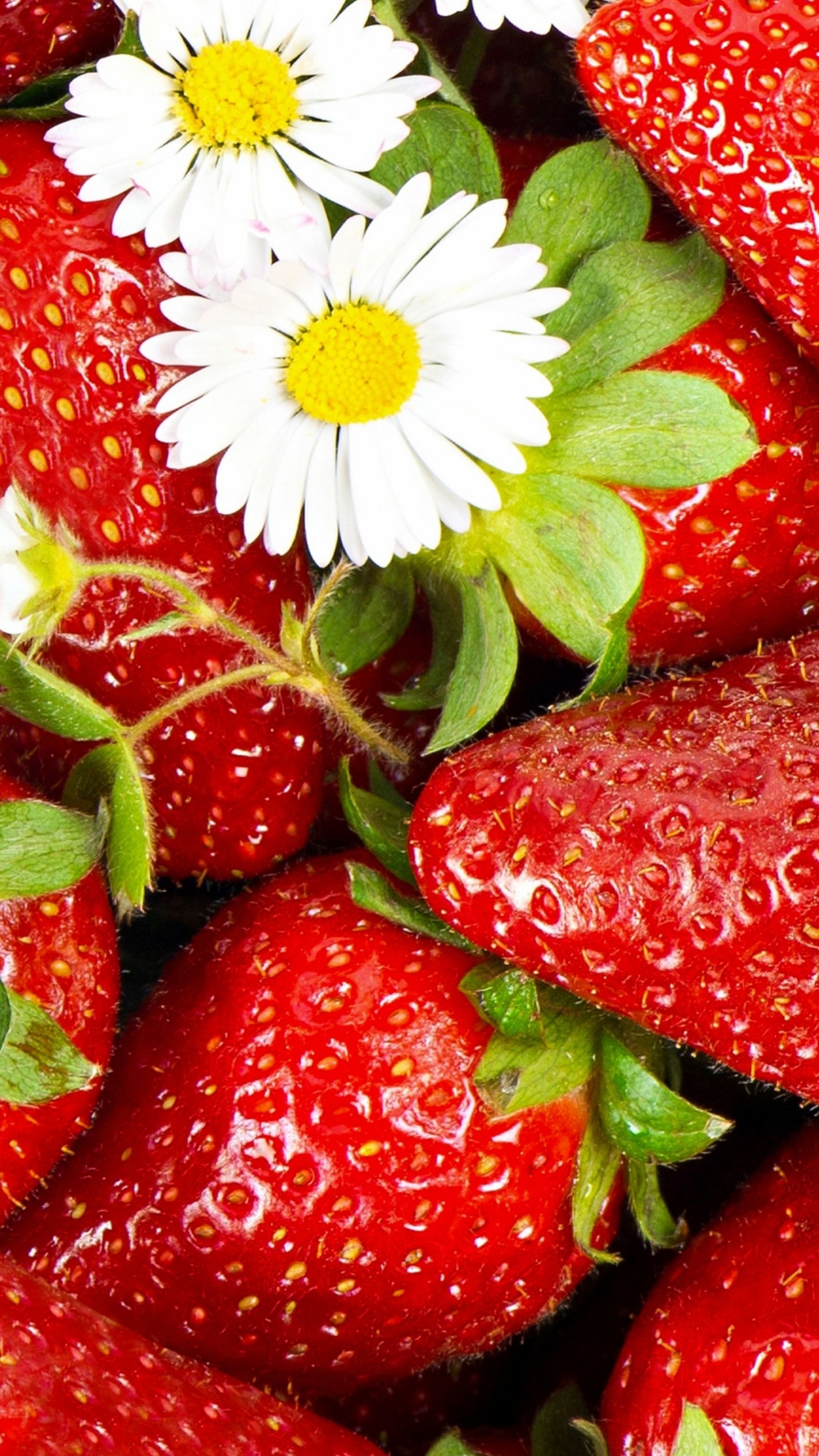 White and Red Flower in Close up Photography. Wallpaper in 1440x2560 Resolution