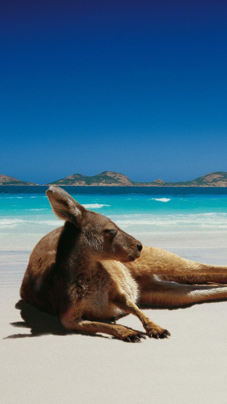 Brown Short Coated Dog Lying on White Sand Near Body of Water During Daytime. Wallpaper in 750x1334 Resolution