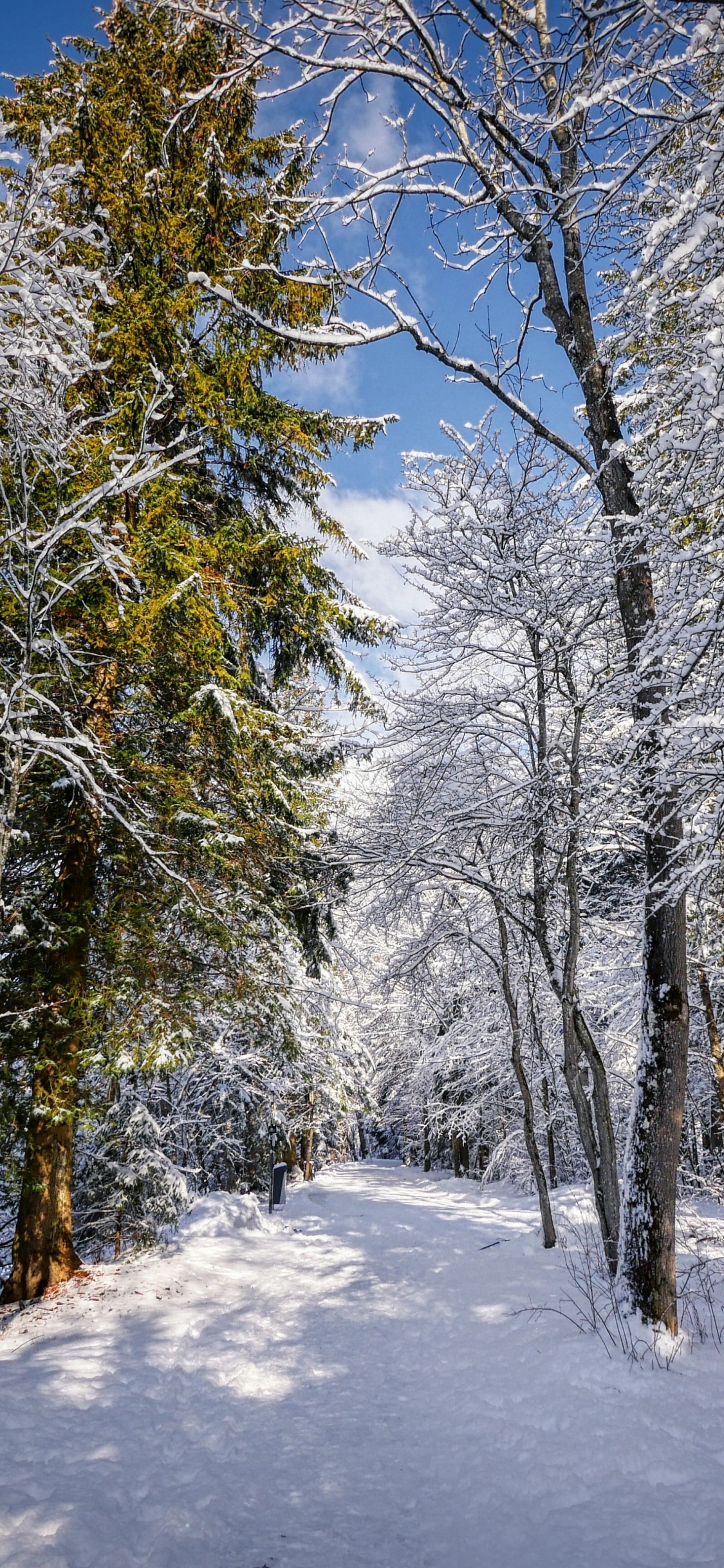 Baum, Winter, Schnee, Naturlandschaft, Zweig. Wallpaper in 1125x2436 Resolution
