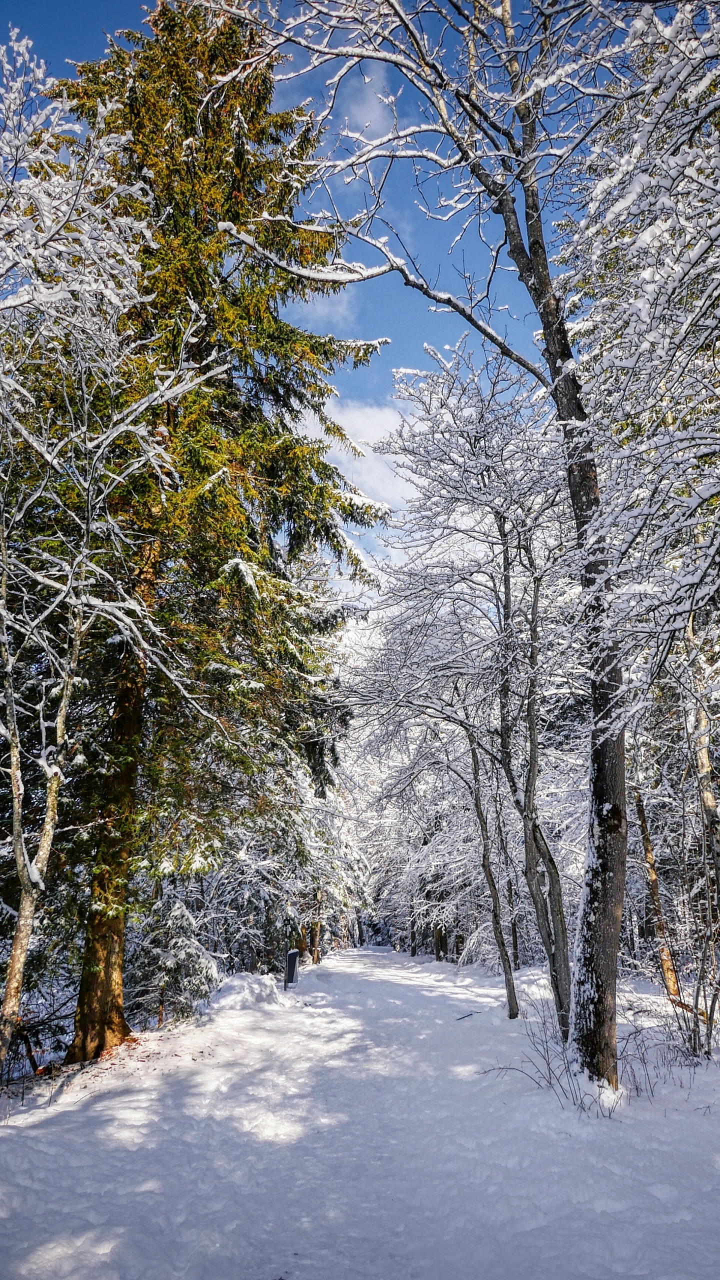 Baum, Winter, Schnee, Naturlandschaft, Zweig. Wallpaper in 1440x2560 Resolution