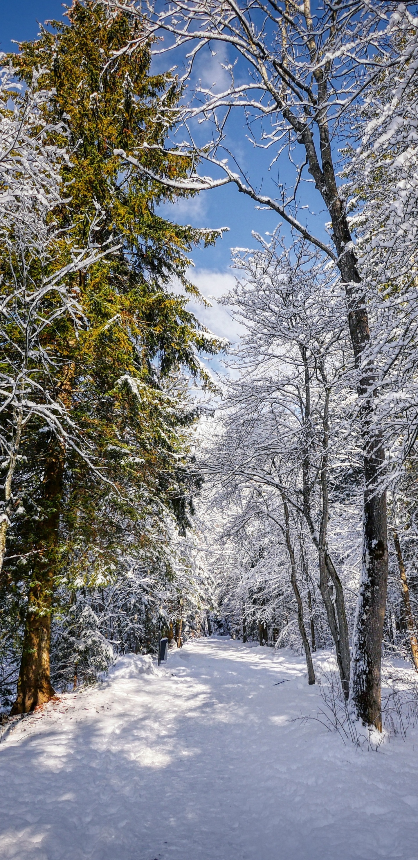 Invierno, Nieve, Paisaje Natural, Ramita, Madera. Wallpaper in 1440x2960 Resolution