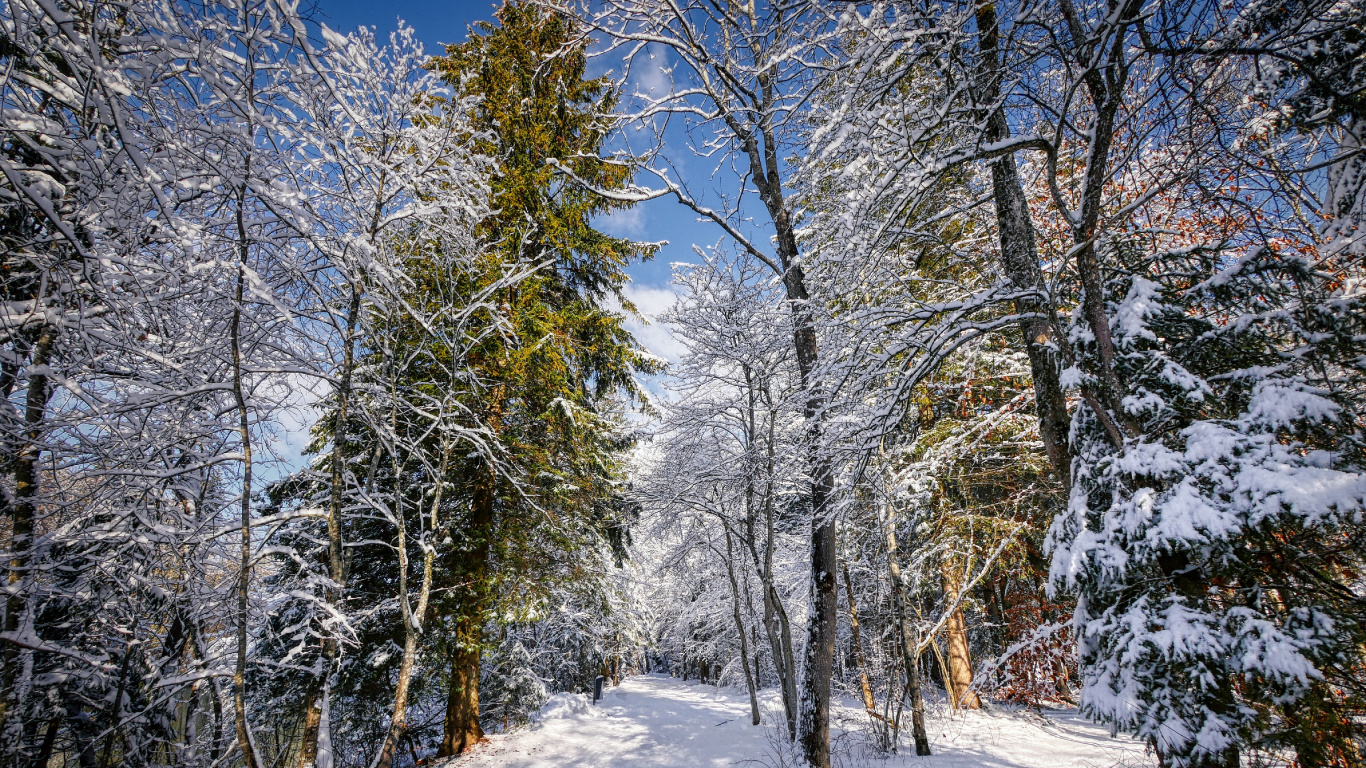 Tree, Winter, Landscape, Snow, Natural Landscape. Wallpaper in 1366x768 Resolution