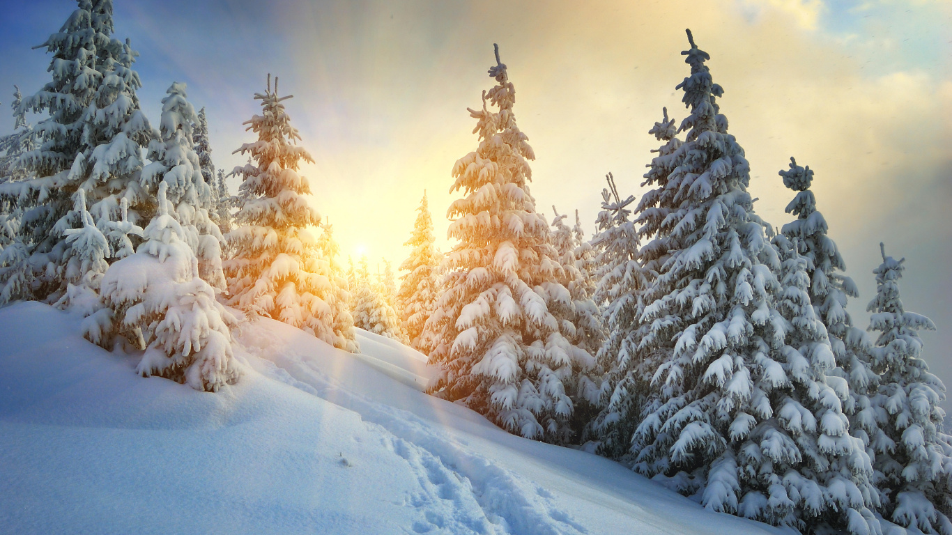 Pinos Cubiertos de Nieve Durante el Día. Wallpaper in 1366x768 Resolution