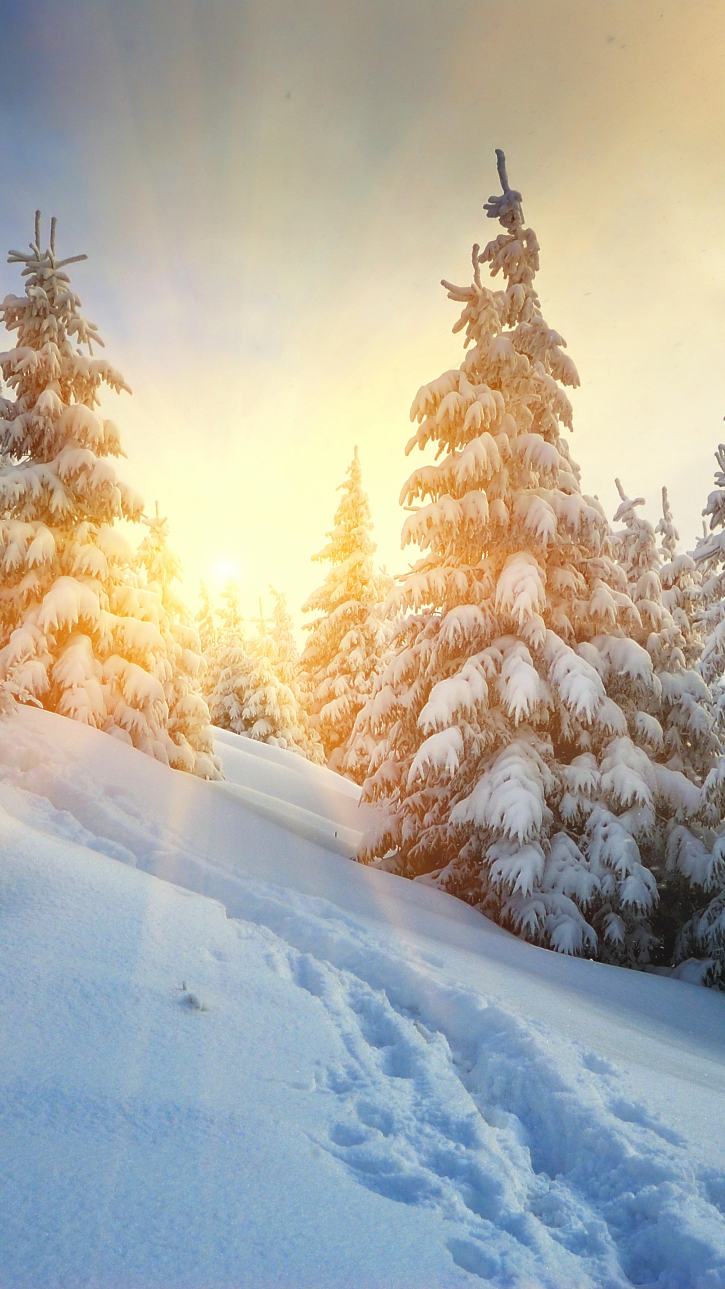 Pinos Cubiertos de Nieve Durante el Día. Wallpaper in 1440x2560 Resolution