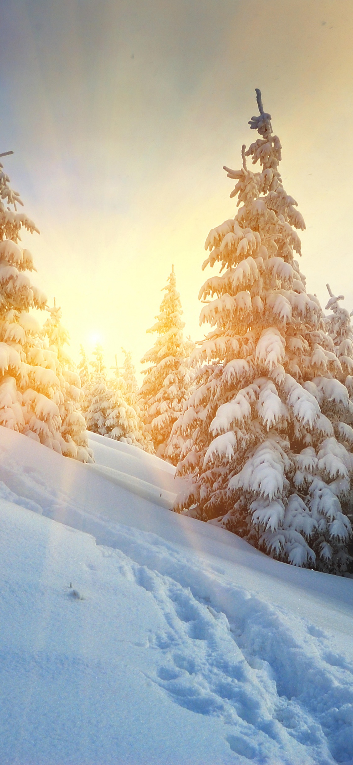 冬天, 冻结, 云杉, 天空, 松的家庭 壁纸 1125x2436 允许