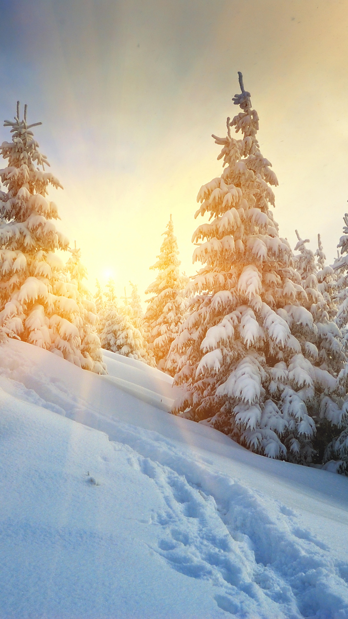 冬天, 冻结, 云杉, 天空, 松的家庭 壁纸 1440x2560 允许