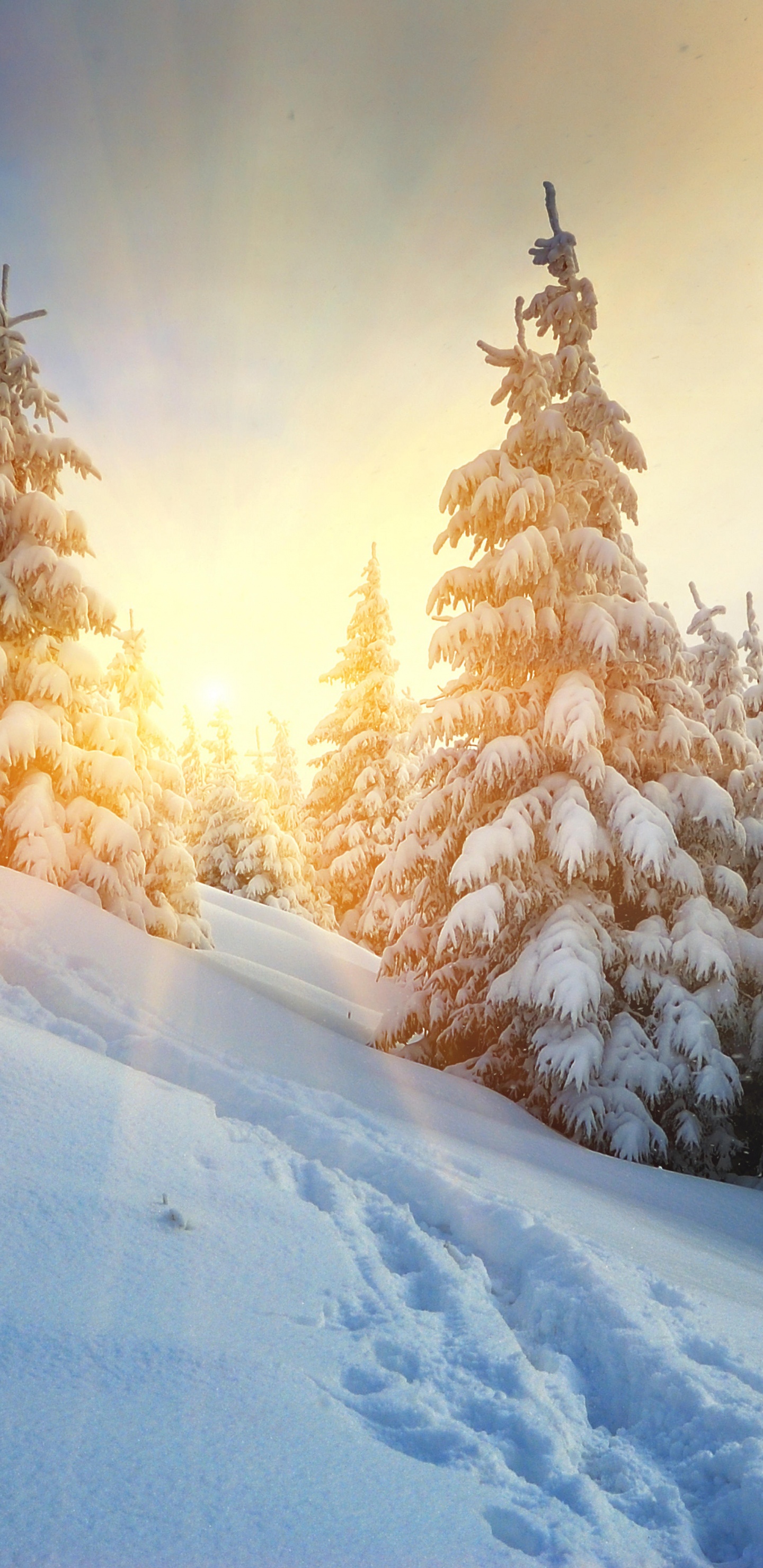 Snow Covered Pine Trees During Daytime. Wallpaper in 1440x2960 Resolution