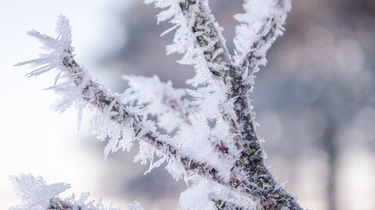 Weißer Schnee Auf Einem Ast. Wallpaper in 1280x720 Resolution