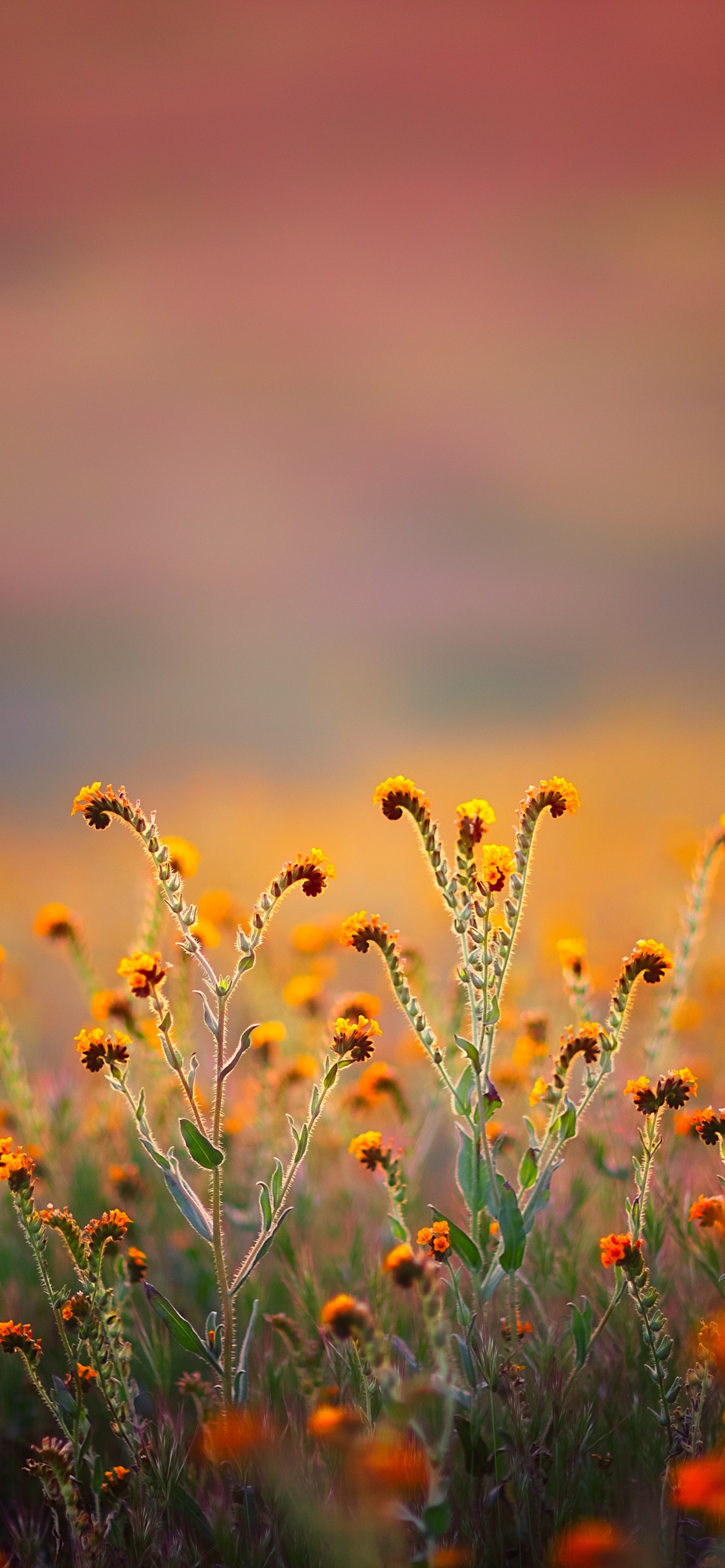 68 34 Coran, Al-qalam, Nom, Église du Parc, D'autres. Wallpaper in 1242x2688 Resolution