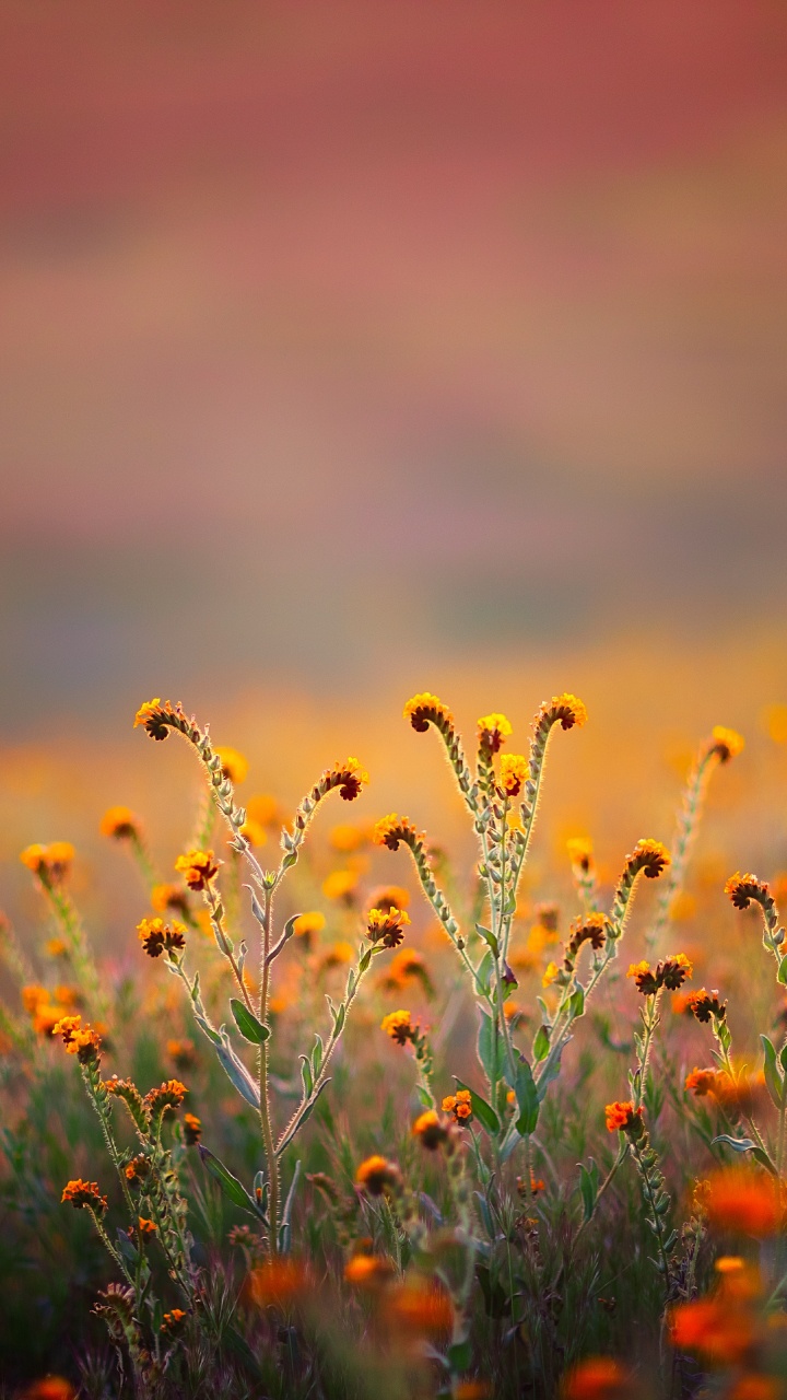 68 34 Coran, Al-qalam, Nom, Église du Parc, D'autres. Wallpaper in 720x1280 Resolution