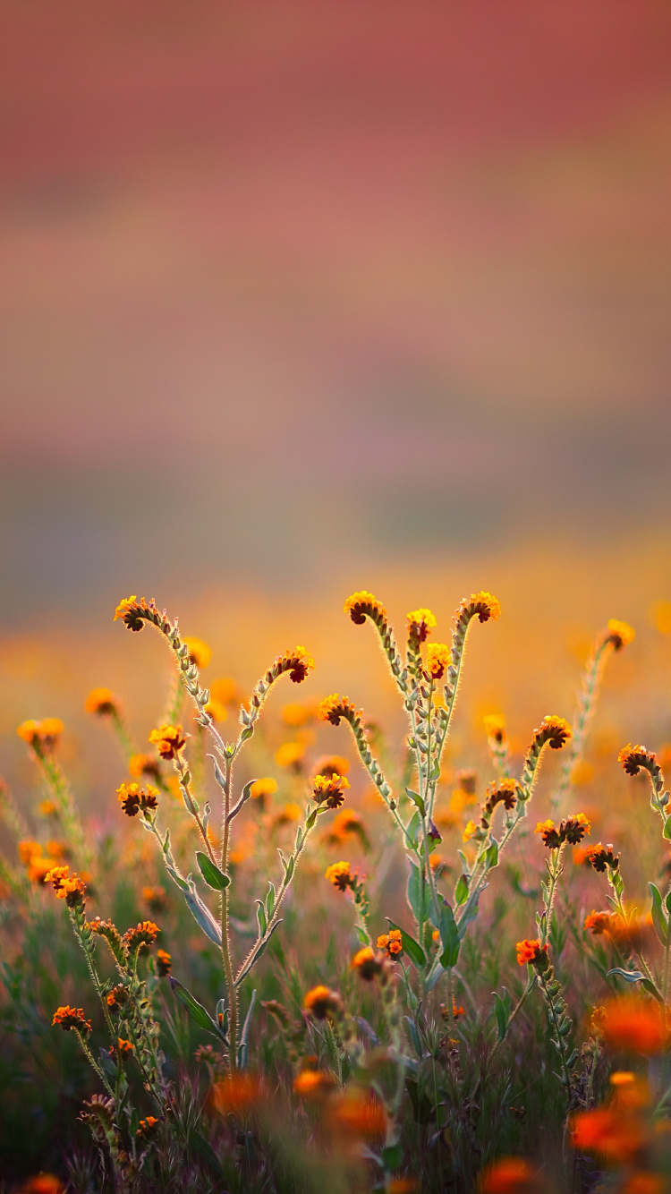 68 34 Coran, Al-qalam, Nom, Église du Parc, D'autres. Wallpaper in 750x1334 Resolution