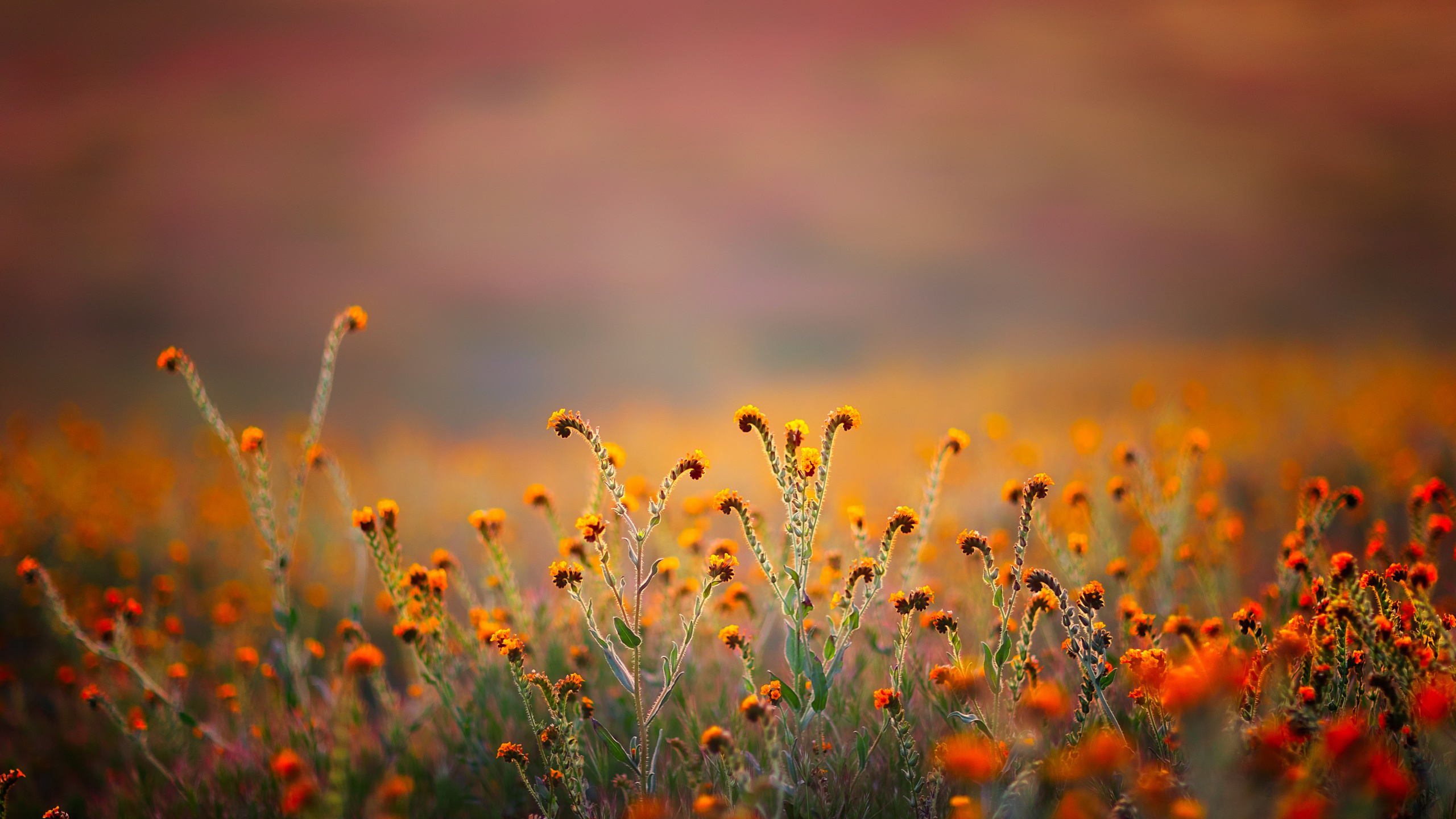 68 34 Corán, Al-qalam, Nombre, Iglesia Junto al Parque, Otros. Wallpaper in 2560x1440 Resolution