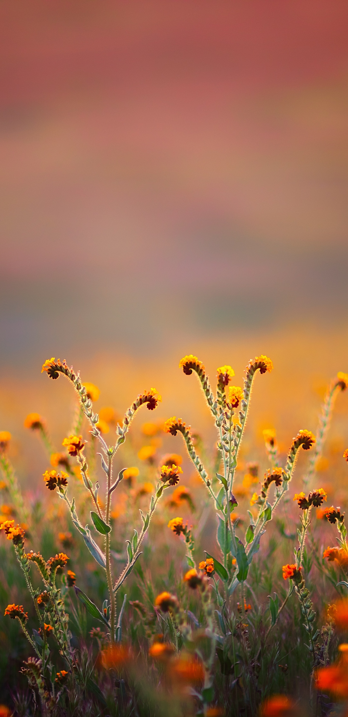 68 34 Koran, Al-Qalam, Name, Parkside-Kirche, Andere. Wallpaper in 1440x2960 Resolution