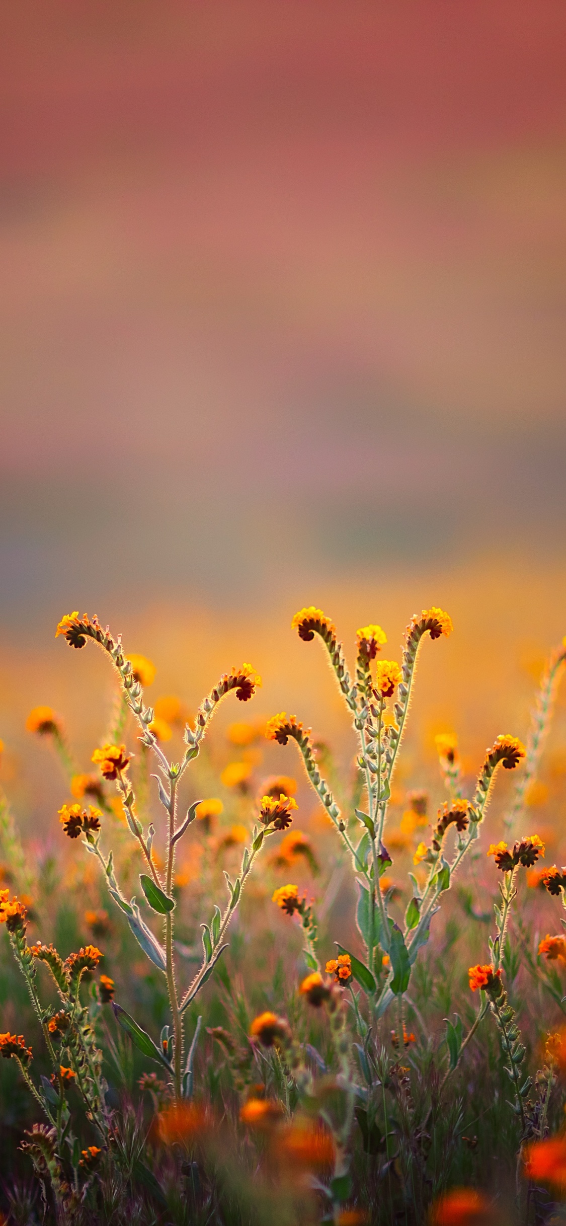 68 34 Quran, Al-qalam, Name, Parkside Church, Righteousness. Wallpaper in 1125x2436 Resolution