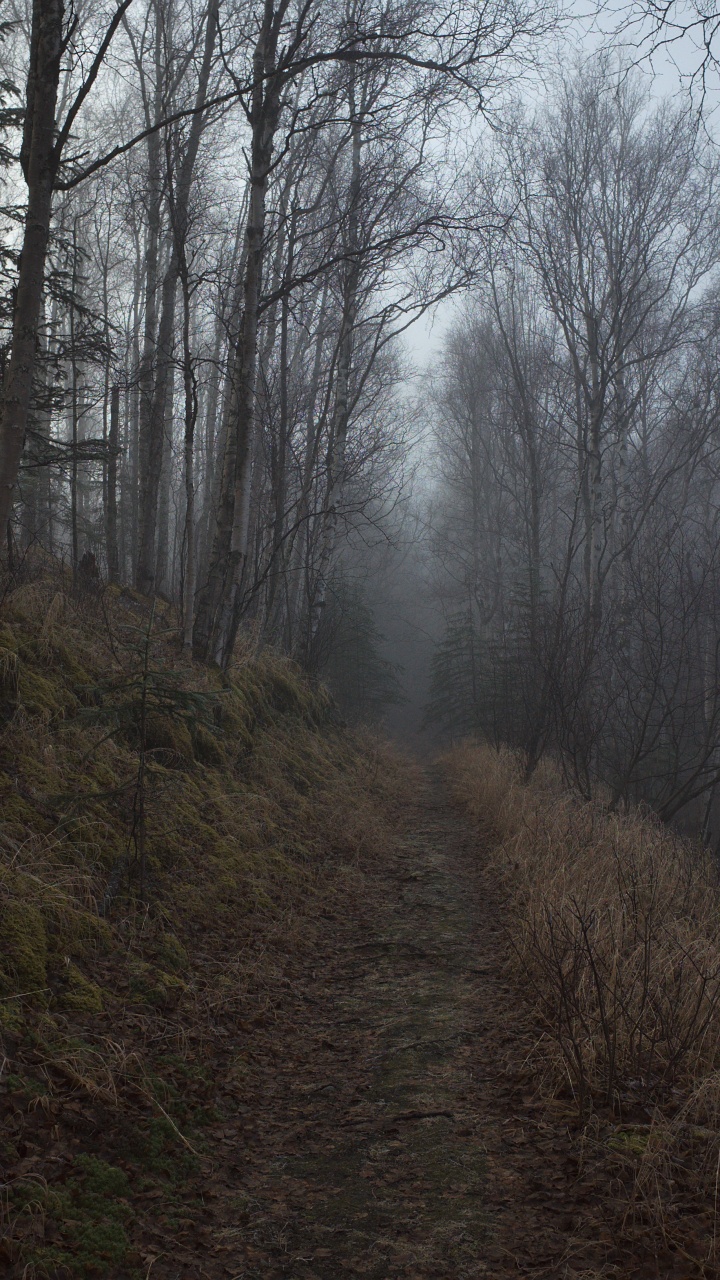 Baum, Wald, Natur, Natürlichen Umgebung, Naturlandschaft. Wallpaper in 720x1280 Resolution