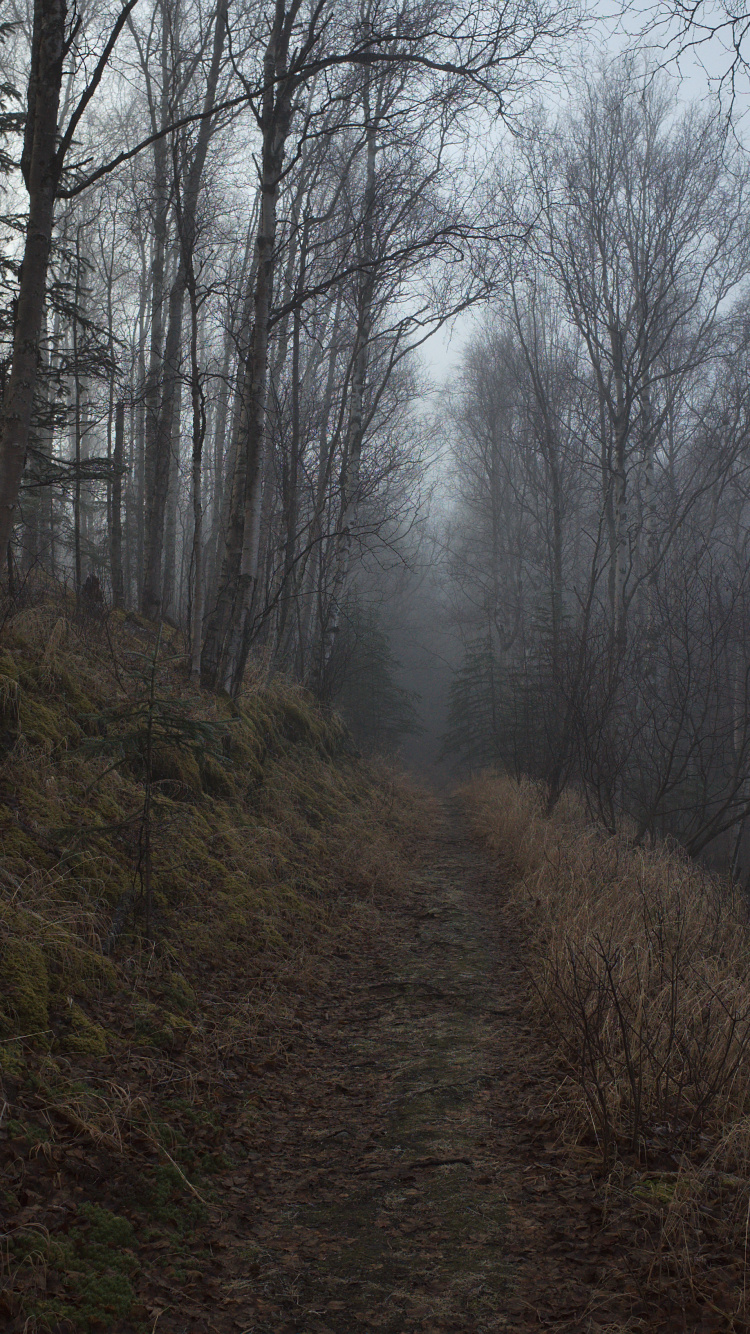 Baum, Wald, Natur, Natürlichen Umgebung, Naturlandschaft. Wallpaper in 750x1334 Resolution