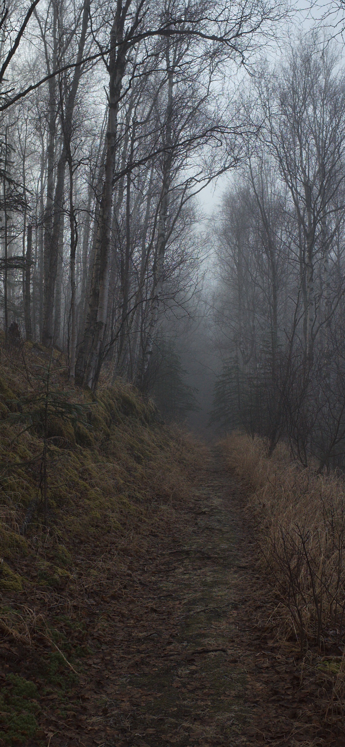 Tree, Forest, Woodland, Nature, Natural Environment. Wallpaper in 1125x2436 Resolution