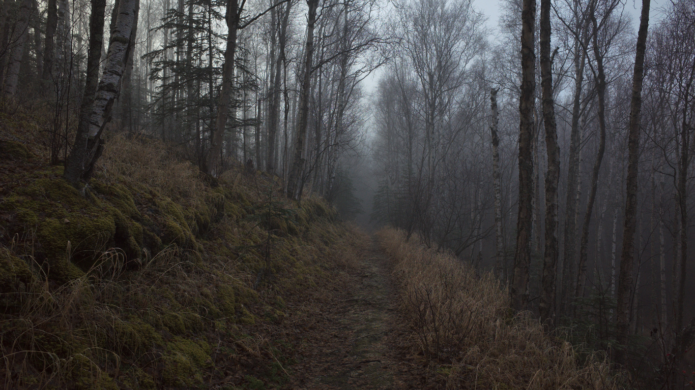 Tree, Forest, Woodland, Nature, Natural Environment. Wallpaper in 1366x768 Resolution