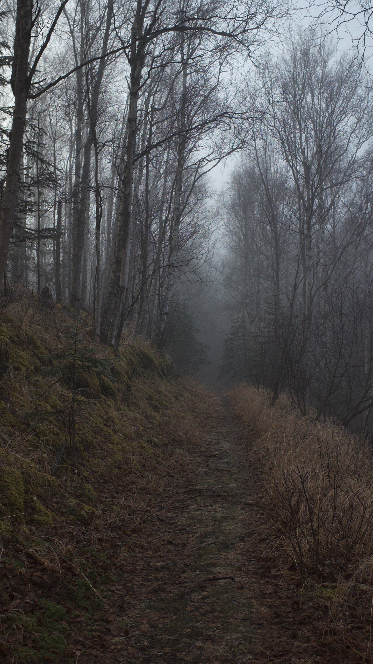 Tree, Forest, Woodland, Nature, Natural Environment. Wallpaper in 1440x2560 Resolution