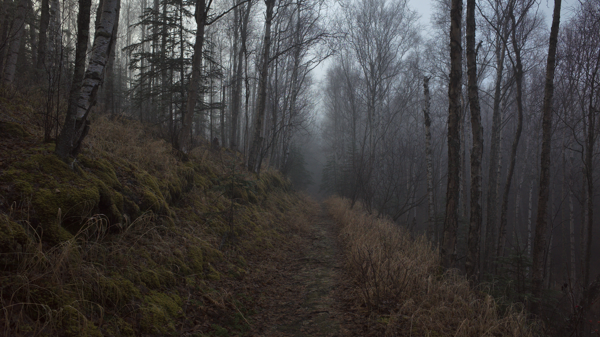 Tree, Forest, Woodland, Nature, Natural Environment. Wallpaper in 1920x1080 Resolution