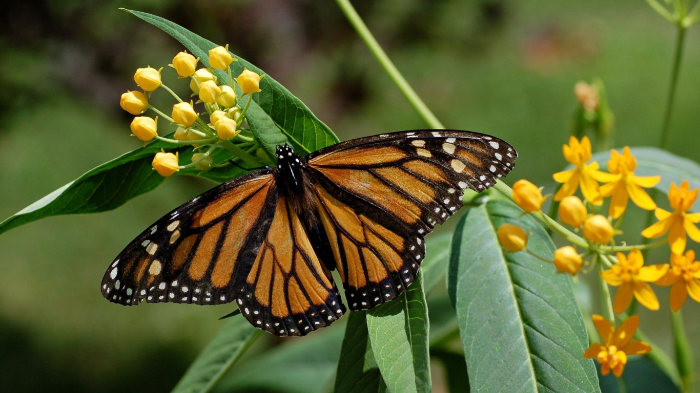 Monarch Butterfly Perched on Yellow Flower During Daytime. Wallpaper in 1366x768 Resolution