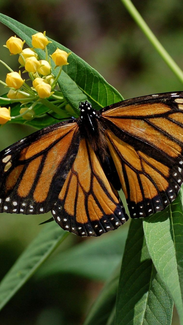 Monarch Butterfly Perched on Yellow Flower During Daytime. Wallpaper in 750x1334 Resolution
