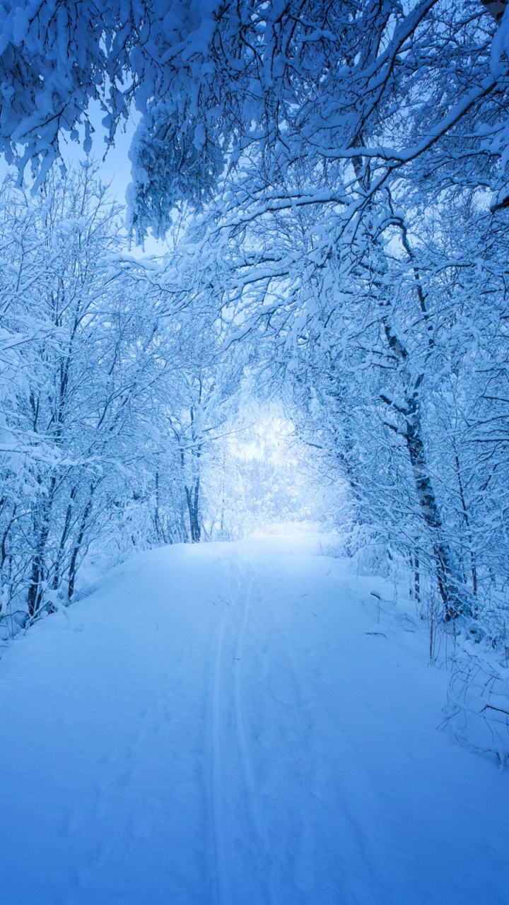Snow Covered Trees During Daytime. Wallpaper in 720x1280 Resolution