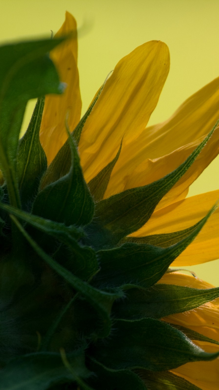 Girasol Amarillo en Fotografía de Cerca. Wallpaper in 750x1334 Resolution