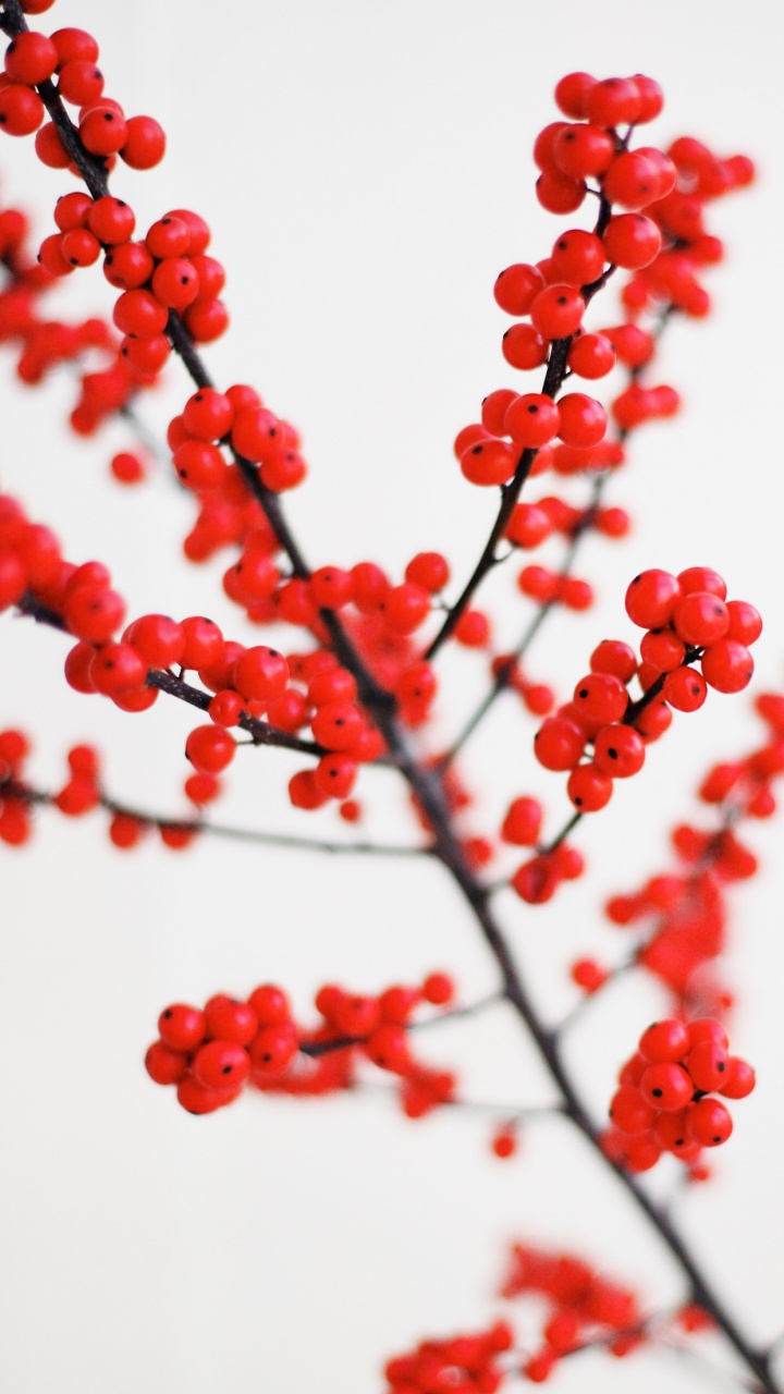 IOS 14, IOS, Apple, Fruits, Rameau. Wallpaper in 720x1280 Resolution