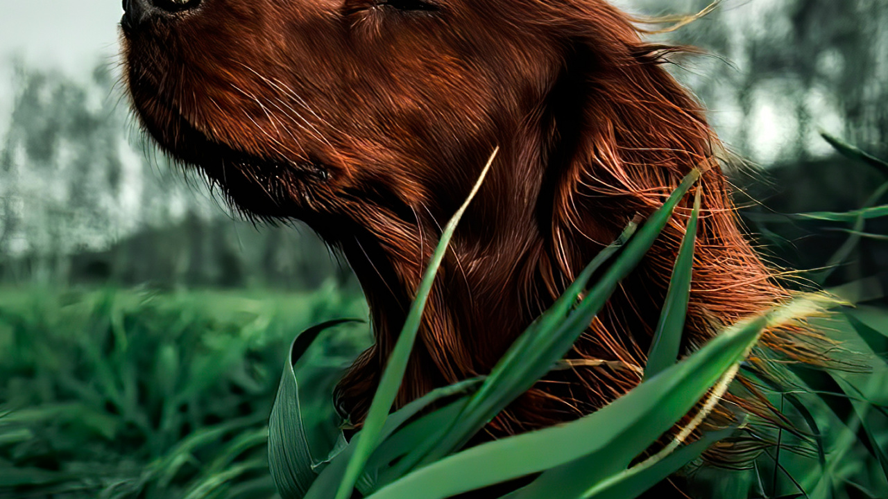 Nova Scotia Duck Peaje Retriever, Setter Irlandés, Perro de Caza, Conjuntos, Perro de Guardia. Wallpaper in 1280x720 Resolution