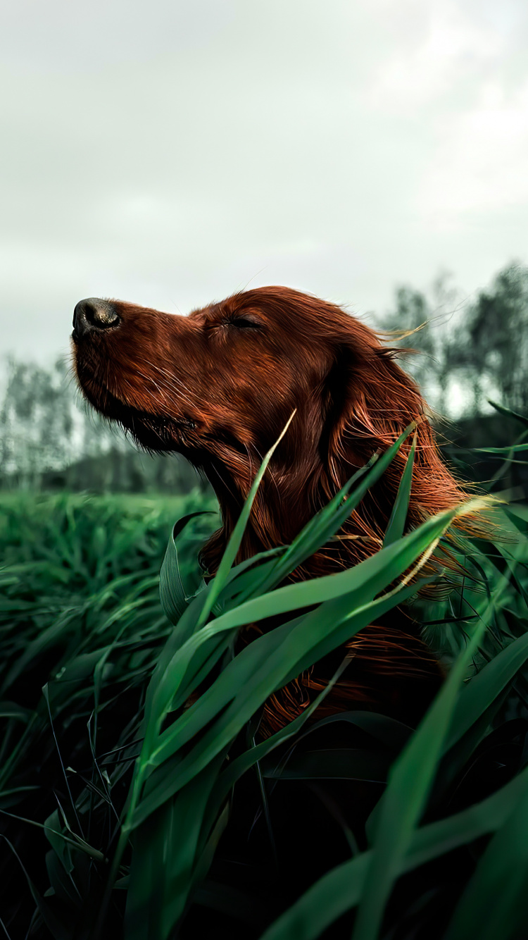 Nova Scotia Duck Peaje Retriever, Setter Irlandés, Perro de Caza, Conjuntos, Perro de Guardia. Wallpaper in 750x1334 Resolution