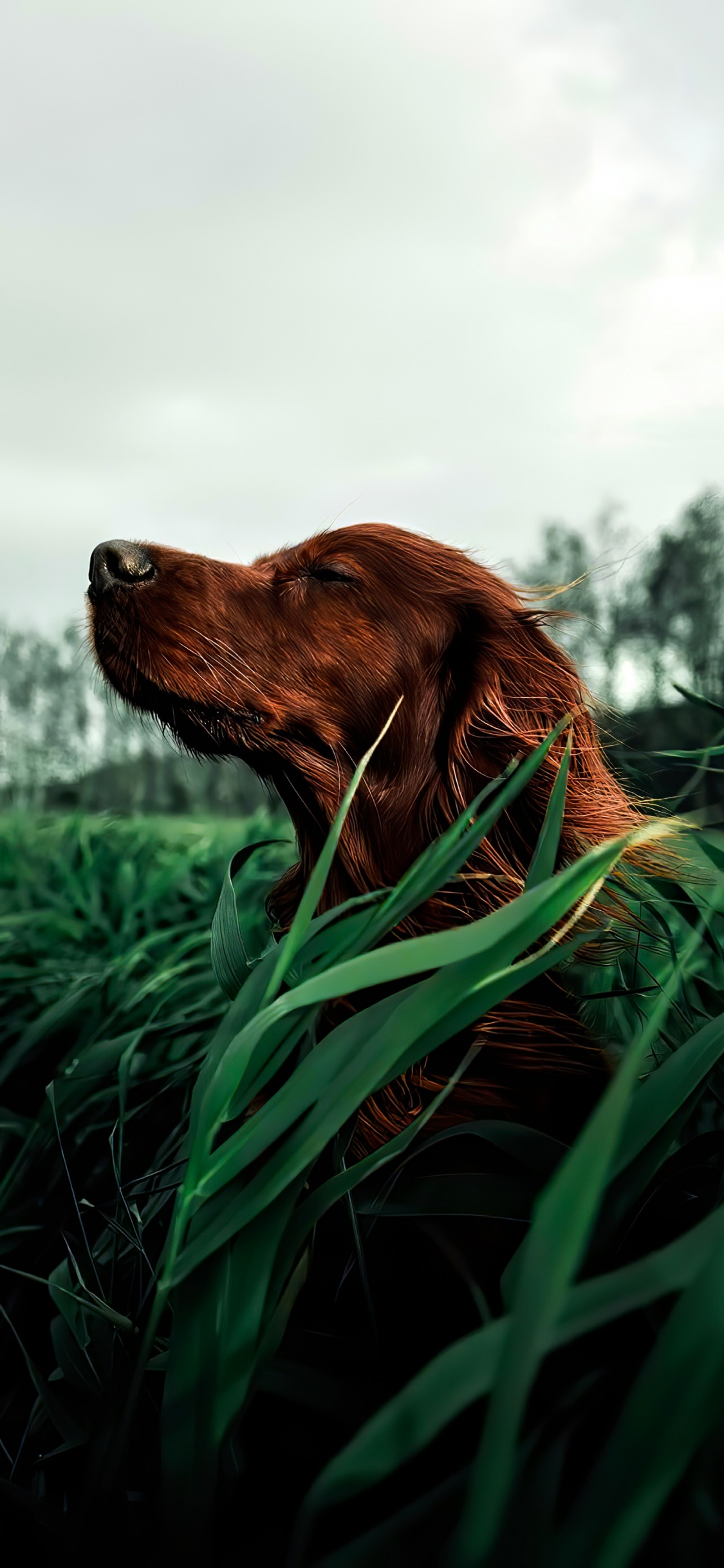 Nova Scotia Duck Tolling Retriever, Irish Setter, Hunting Dog, Setter, Pet Store. Wallpaper in 1125x2436 Resolution