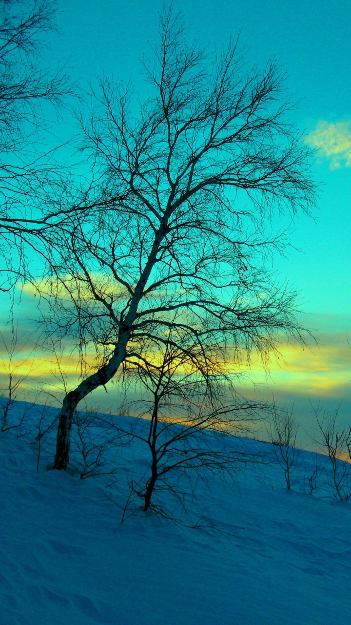 Árbol Desnudo Sobre Suelo Cubierto de Nieve Bajo un Cielo Azul Durante el Día. Wallpaper in 720x1280 Resolution