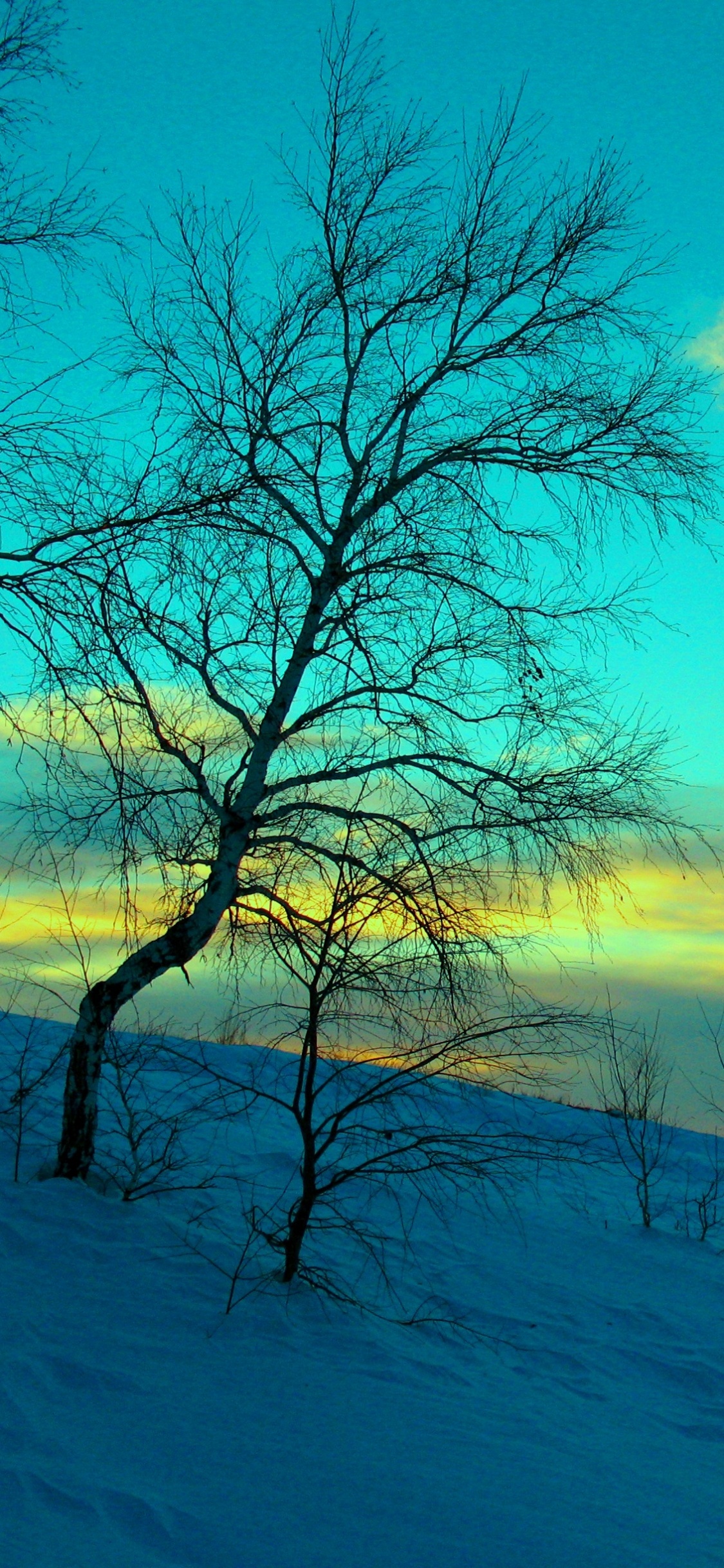 Kahler Baum Auf Schneebedecktem Boden Unter Blauem Himmel Tagsüber. Wallpaper in 1125x2436 Resolution
