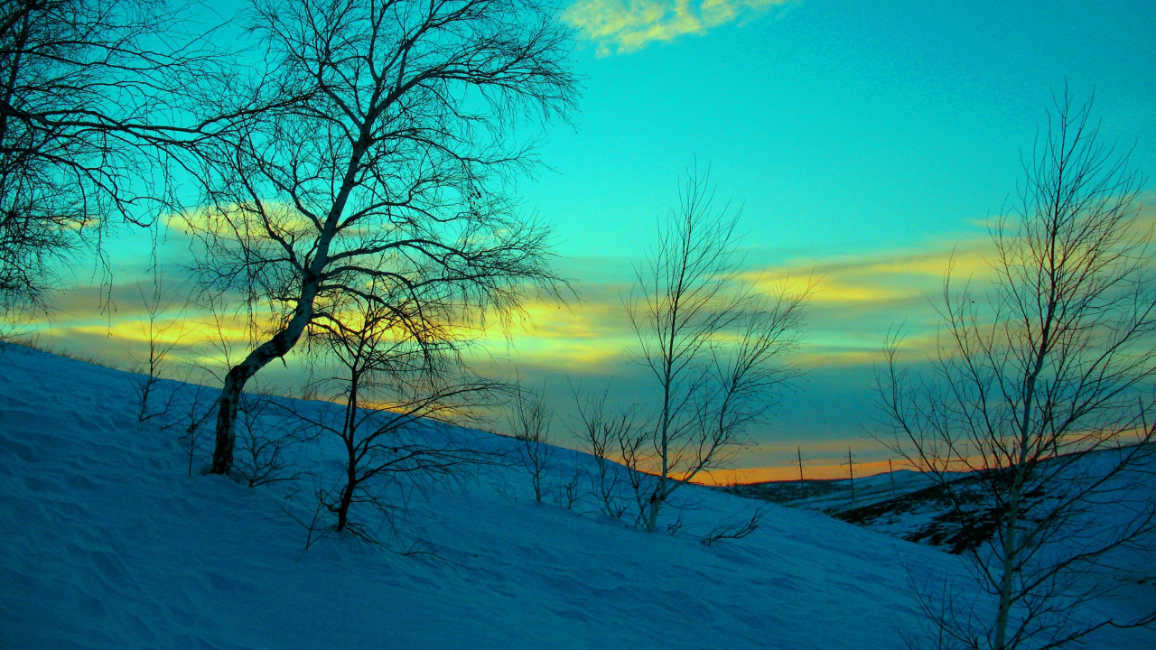 Kahler Baum Auf Schneebedecktem Boden Unter Blauem Himmel Tagsüber. Wallpaper in 1280x720 Resolution