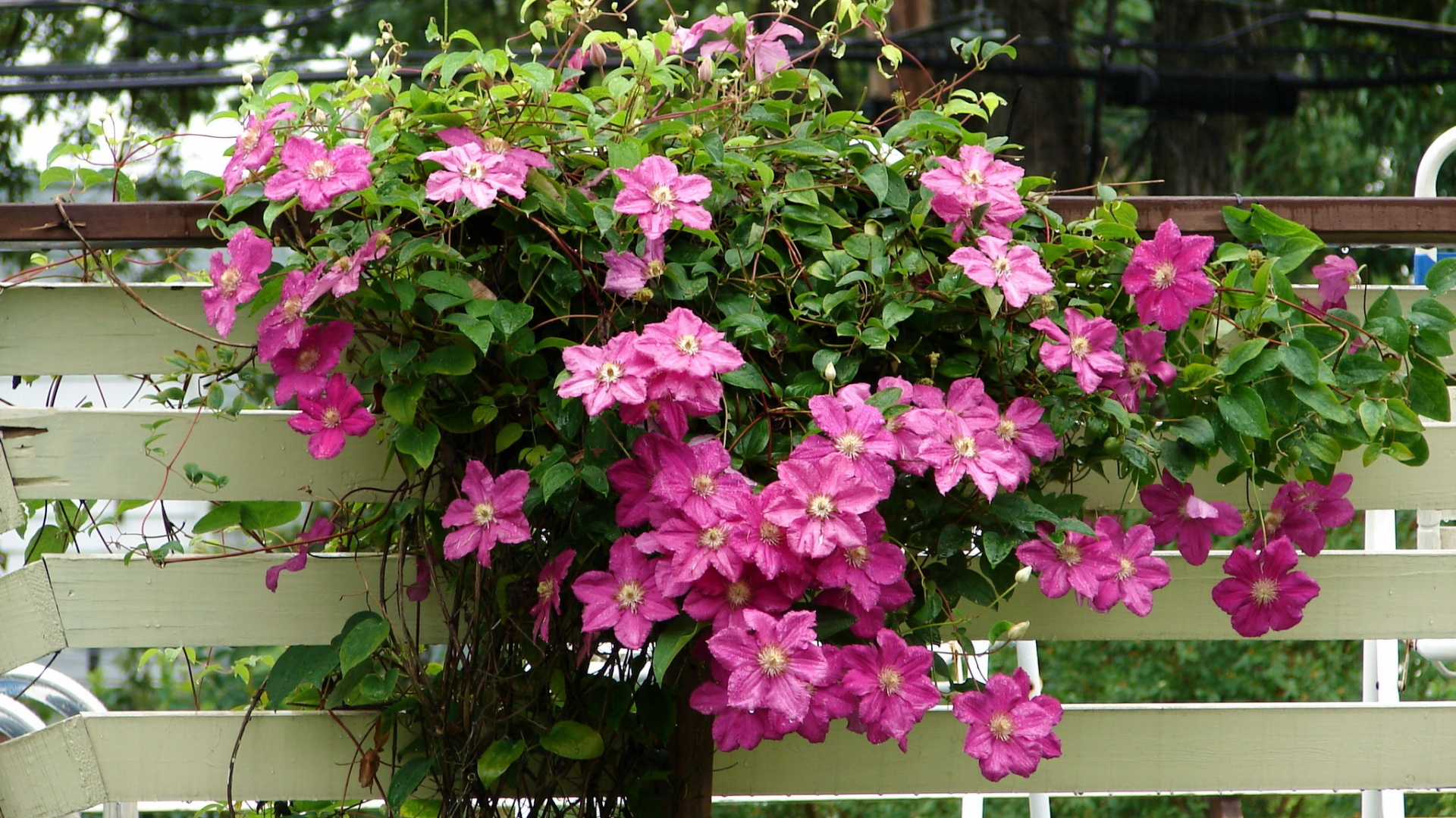 Pink Flowers on Brown Wooden Fence. Wallpaper in 1920x1080 Resolution