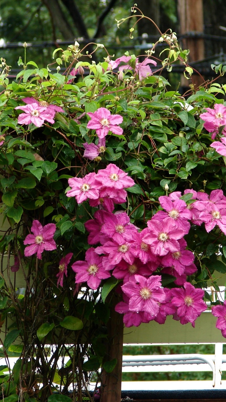 Pink Flowers on Brown Wooden Fence. Wallpaper in 720x1280 Resolution