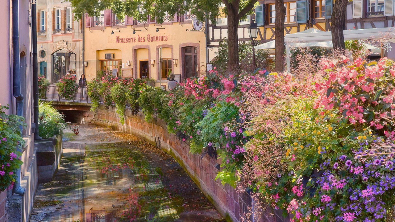 Pink Flowers Near Brown Concrete Building During Daytime. Wallpaper in 1280x720 Resolution