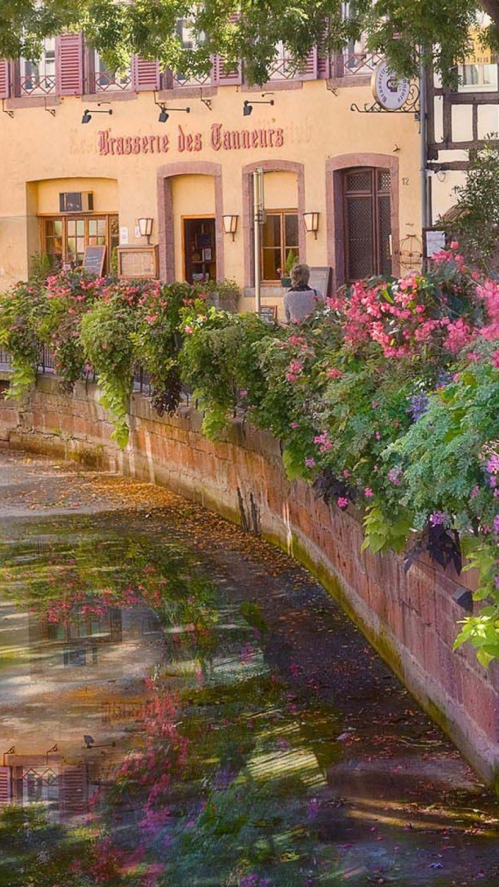 Pink Flowers Near Brown Concrete Building During Daytime. Wallpaper in 720x1280 Resolution