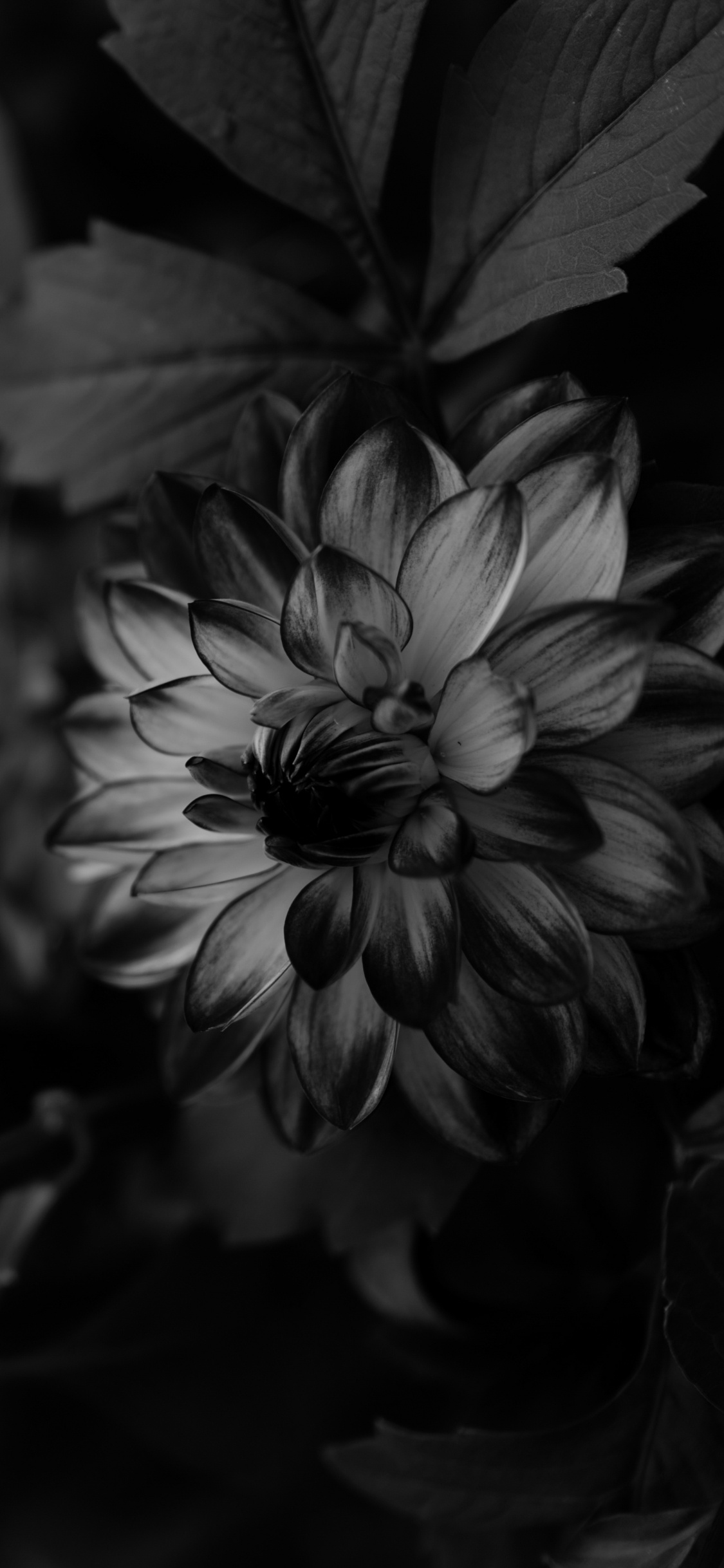 Grayscale Photo of Flower in Bloom. Wallpaper in 1125x2436 Resolution