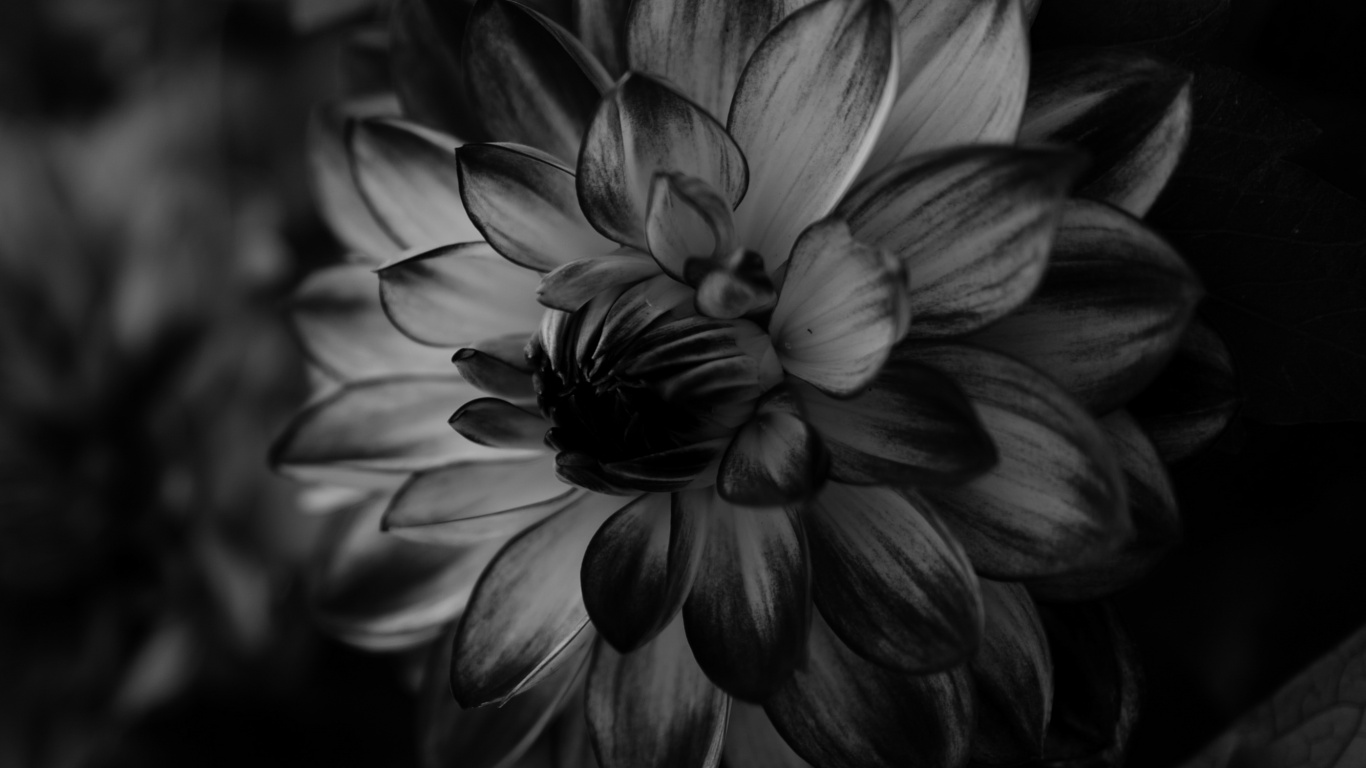 Grayscale Photo of Flower in Bloom. Wallpaper in 1366x768 Resolution