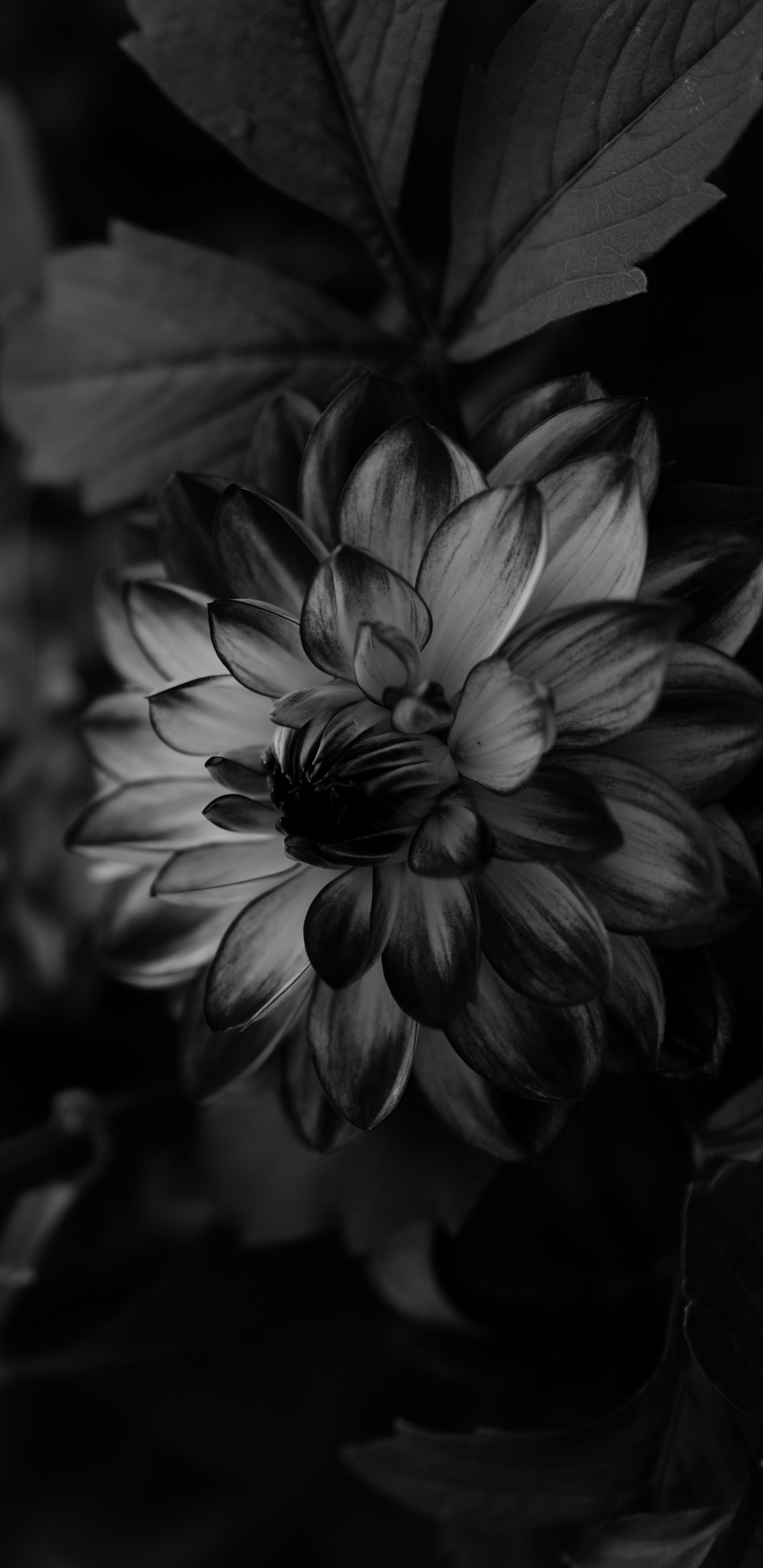 Grayscale Photo of Flower in Bloom. Wallpaper in 1440x2960 Resolution