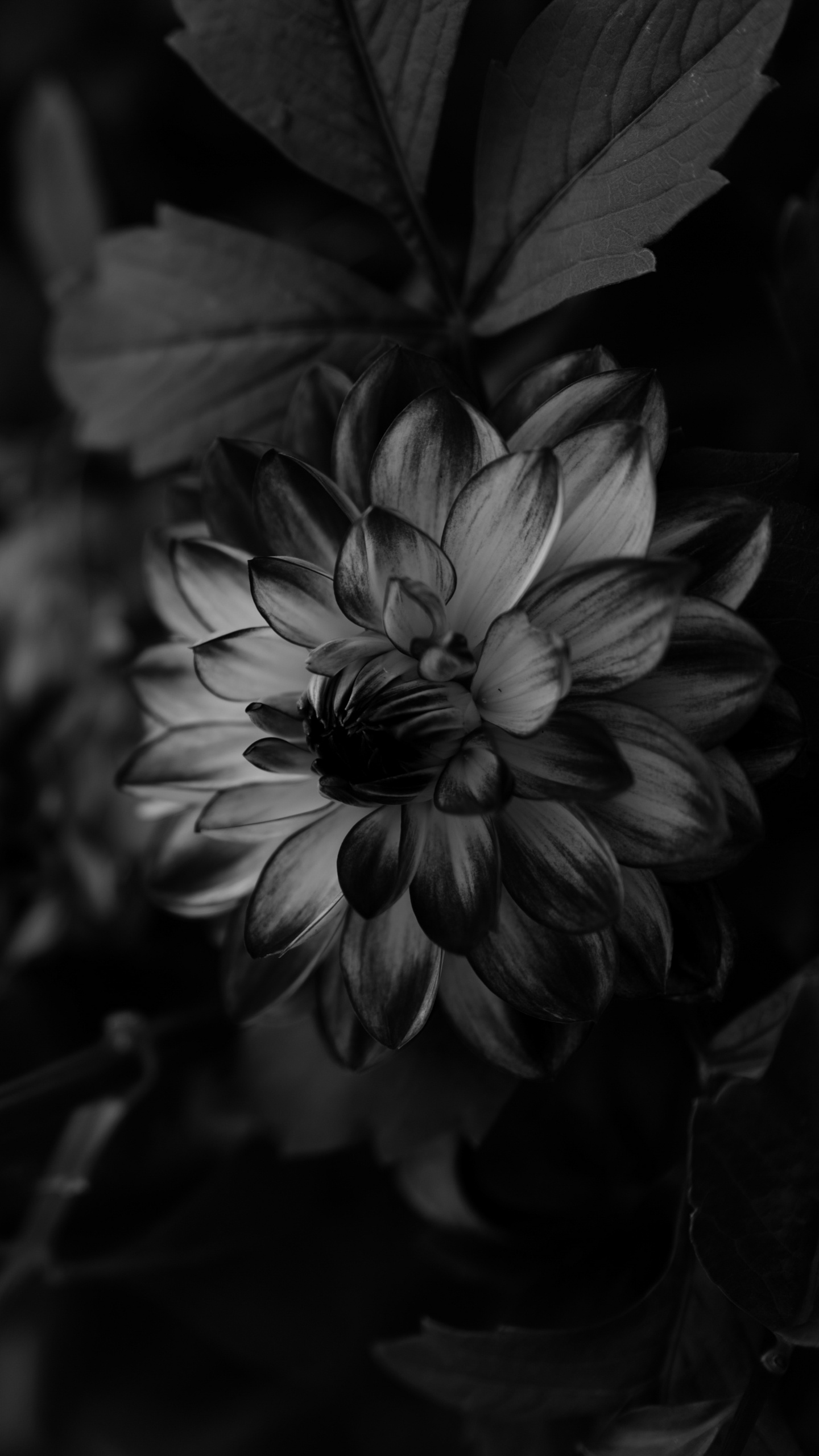Graustufenfoto Einer Blühenden Blume. Wallpaper in 1440x2560 Resolution