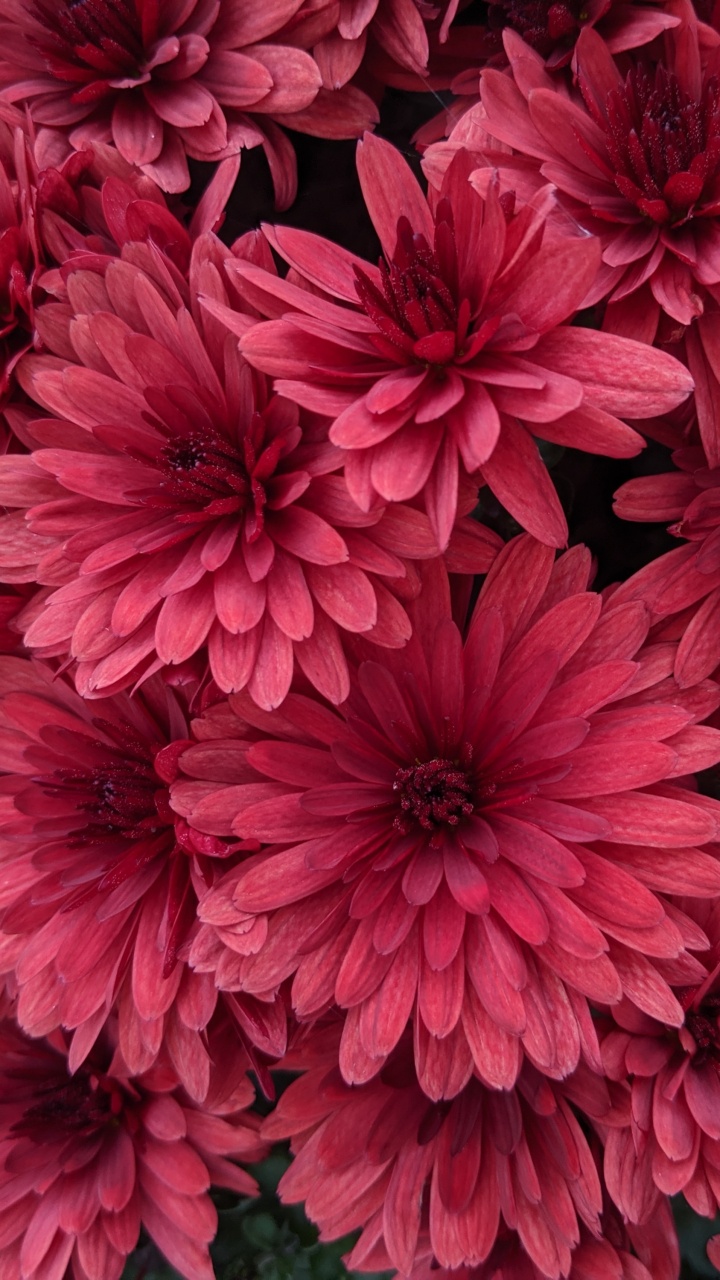 Fleurs Roses Avec Des Feuilles Vertes. Wallpaper in 720x1280 Resolution