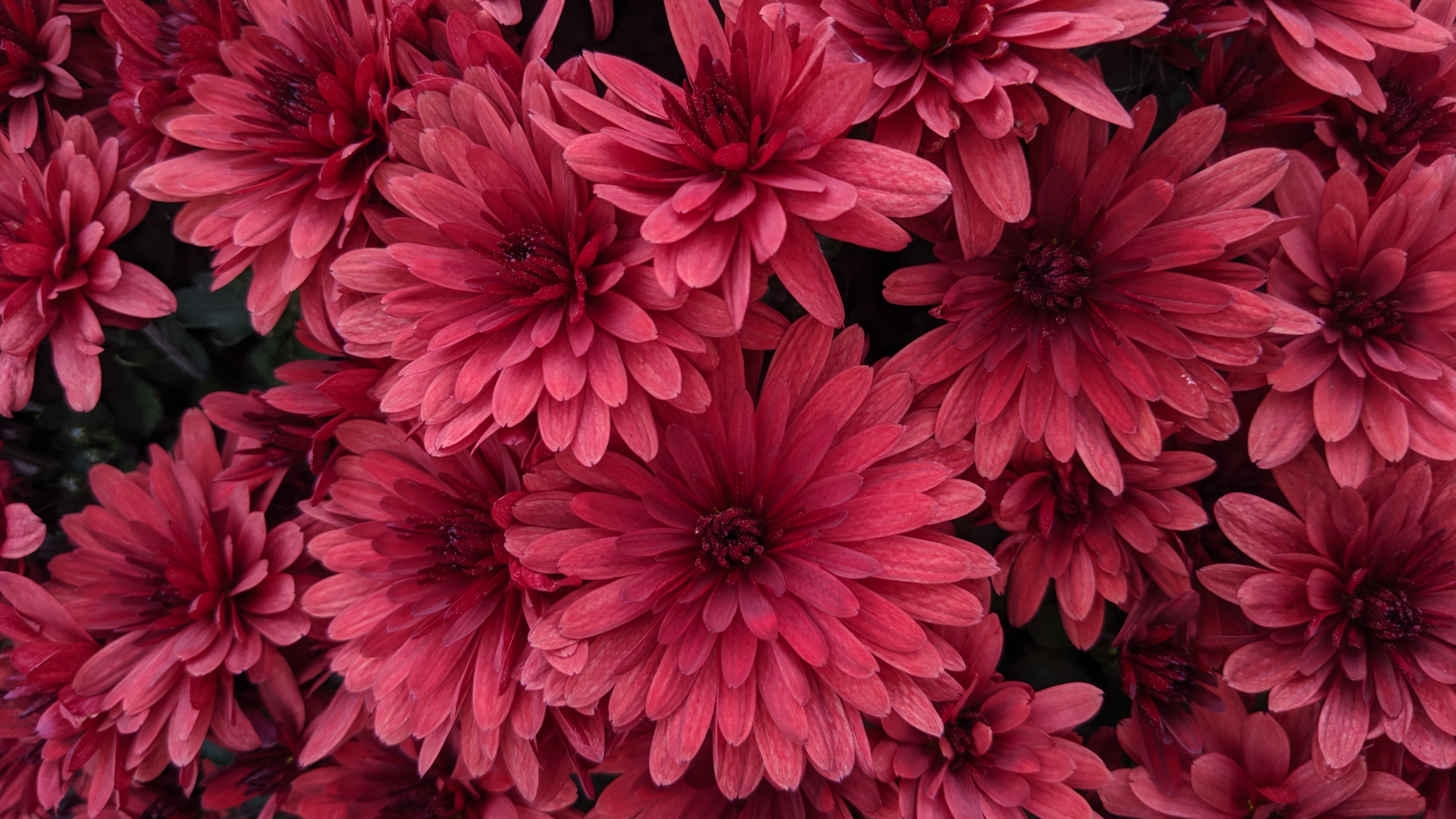 Download 3840x2160 Wallpaper Flores Rosadas Con Hojas Verdes Flores Rosadas Con Hojas Verdes. Wallpaper in 3840x2160 Resolution