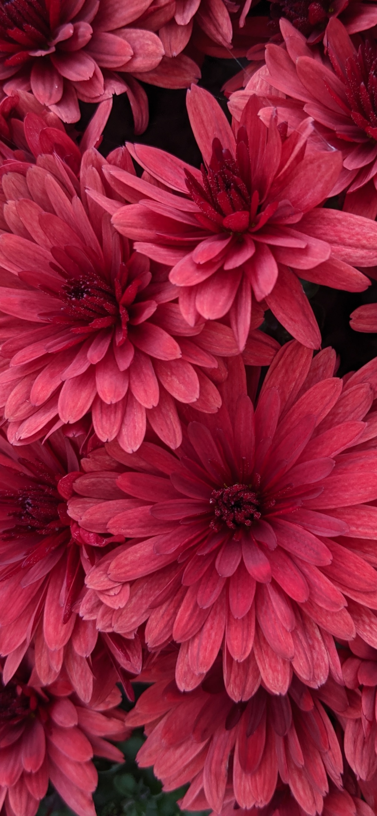 Pink Flowers With Green Leaves. Wallpaper in 1242x2688 Resolution