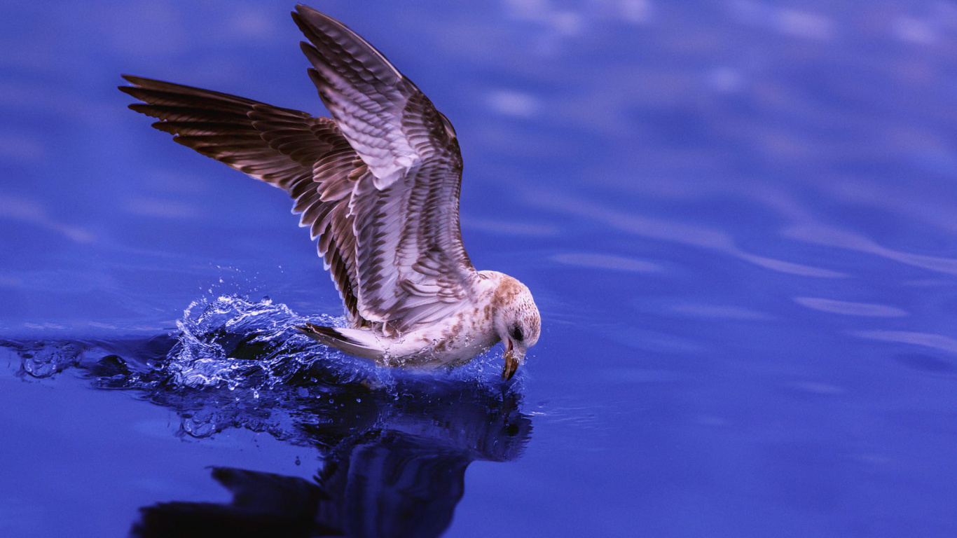 Oiseau Blanc et Brun Volant Au-dessus de L'eau. Wallpaper in 1366x768 Resolution