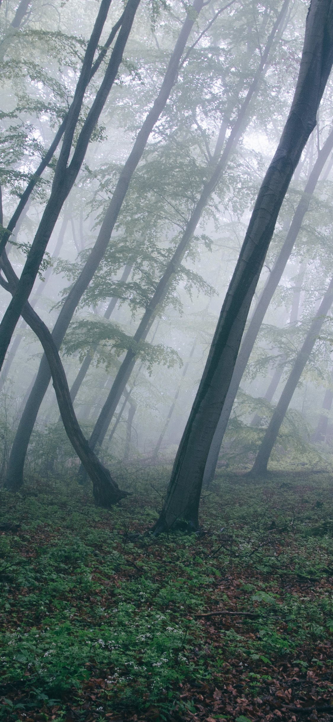 Arbres Verts Sur Terrain D'herbe Verte Pendant la Journée. Wallpaper in 1125x2436 Resolution